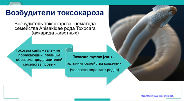toksokaros 1 rus